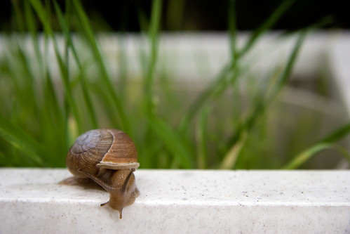 snail 3