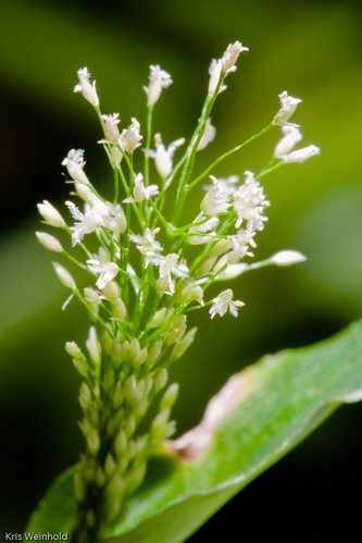 Sphaerocaryum malaccense Flower