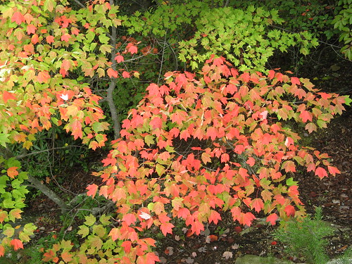 Small burst of fall color