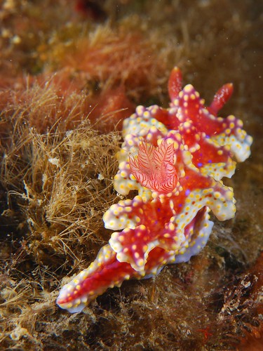 炫彩酷斯拉海蛞蝓(2)
