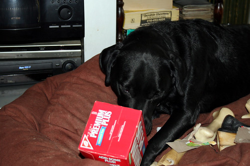 doggy fun with a cardboard box