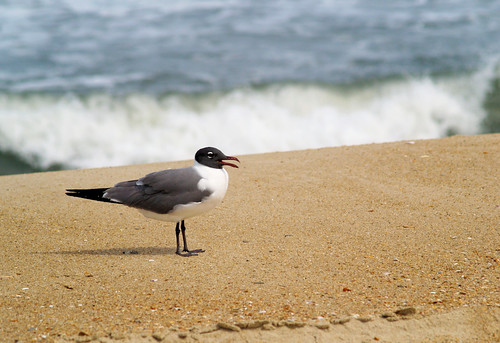 Laughing Gull is Laughing!