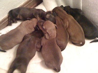 8 Weinie Puppies
