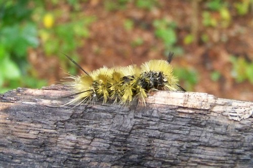 Dagger Moth Caterpillar