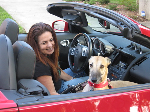 Grace, the rescued greyhound is looking pretty cool in this car.  She is one lucky girl!