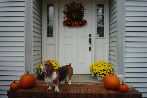 house exterior with Basset