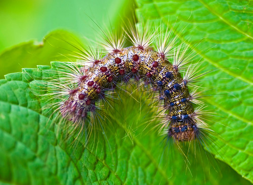 The Gypsy Moth Caterpillar
