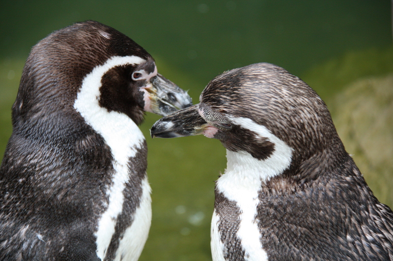 Penguin Kiss