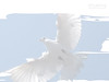 Christian Backgrounds Wallpaper - Holy Spirit Dove 4