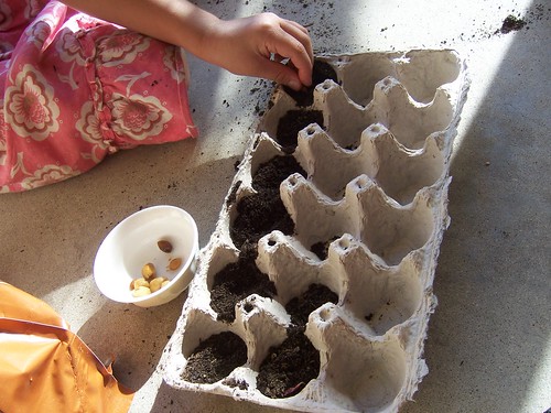 placing the moon flower seeds