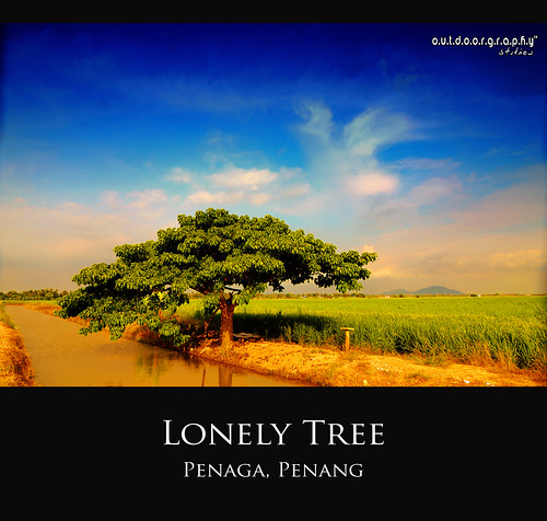 Lonely Tree Series #4 (HDR)