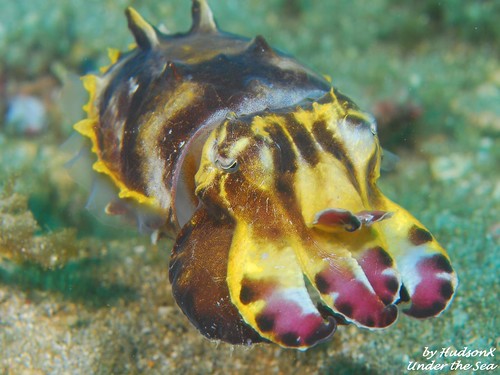 火焰花枝 - Flamboyant Cuttlefish(1)