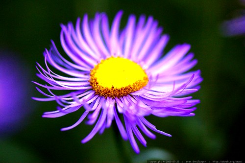 macro purple flower - _MG_9776
