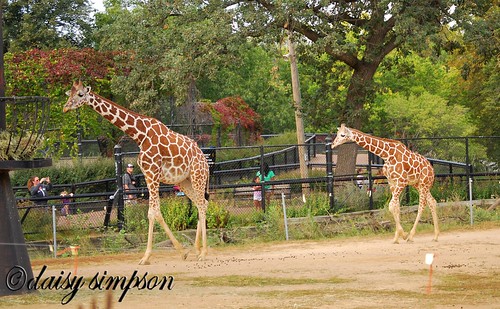 mama and baby giraffe