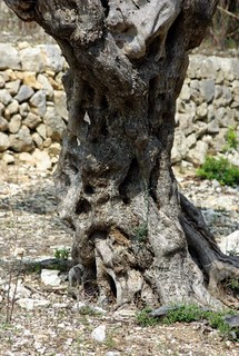 Olive tree trunk. Tronco de olivo.