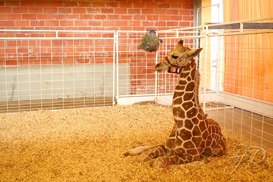 baby giraffe at the petting zoo
