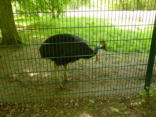 Was für ein komischer Vogel  im Mai im Tierpark Berlin-Friedrichsfelde