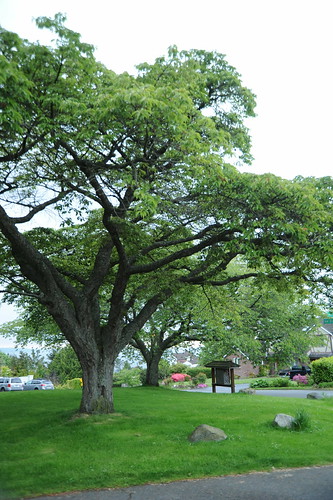 Island of trees, grassy hill, mailbox stand, stones, Blue Ridge, Seattle, Washington, USA by Wonderlane