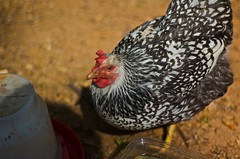 Chickens of Raleigh