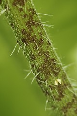 Chaerophyllum temulum | Dolle kervel - Rough chervil