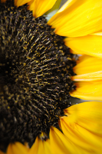 Sunflower (1) - HBW