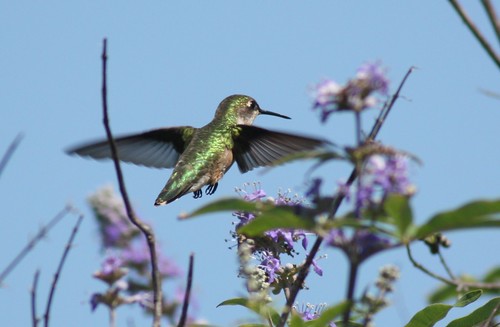 Ruby-throated Hummingbird - 5/29/2009