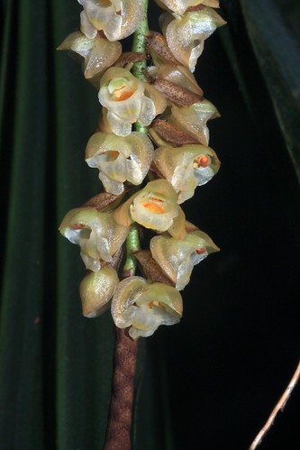 hehehehehehehehehehehehehehehehehehehehehehehehehehehe. orchid species in Grandis