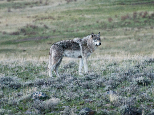 Gray Wolf at Dusk