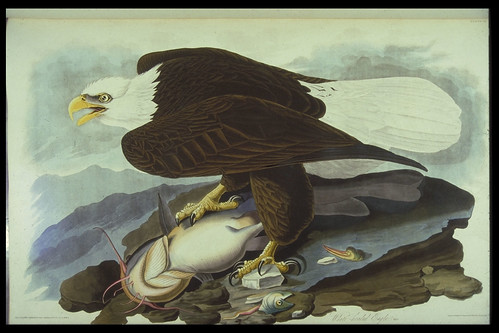 Birds of America by John James Audubon London: 1827-38 Sp Coll Hunterian Cd.1.1-4