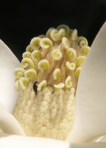 Magnolia Blossom Close-Up With Bug
