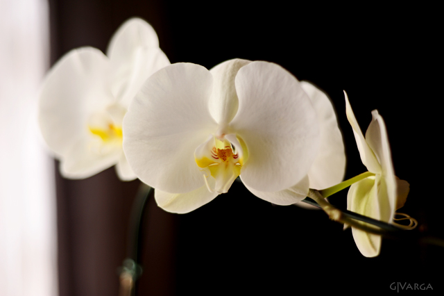 orquídea_4
