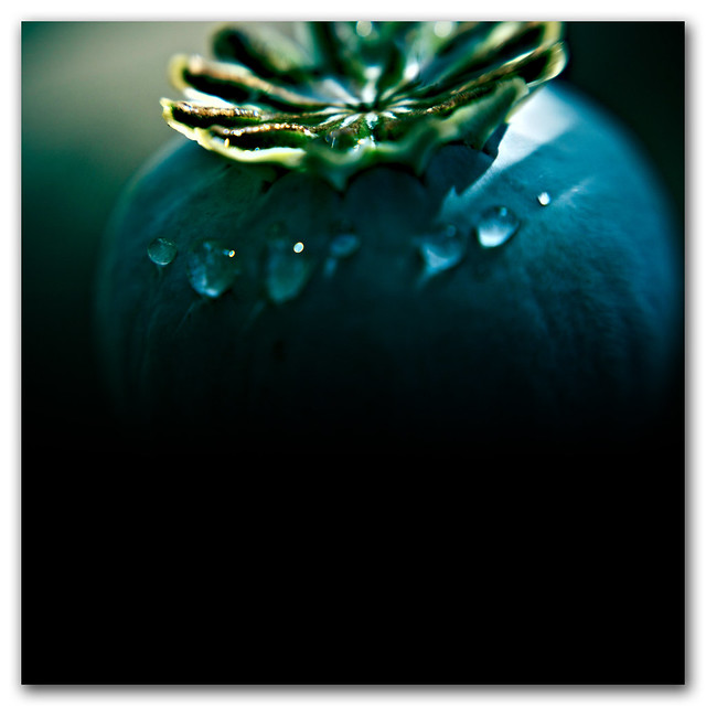 The sky is crying... Happy monday lensbaby poppy seed pod blues by s0ulsurfing