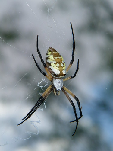 Spider 3