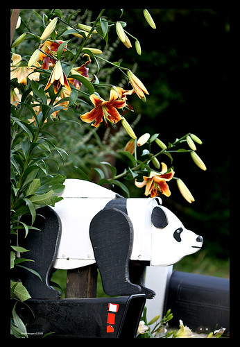 Hybrid Oriental/trumpet lily by my panda mailbox by you.