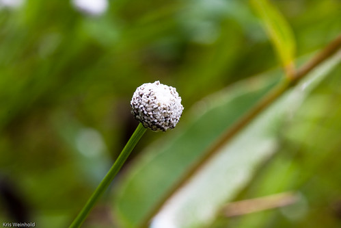 Eriocaulon decangulare Flower