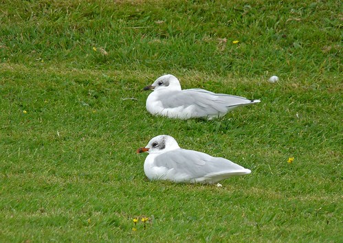 11421 - Mediterranean Gulls at Bracelet Bay, Mumbles