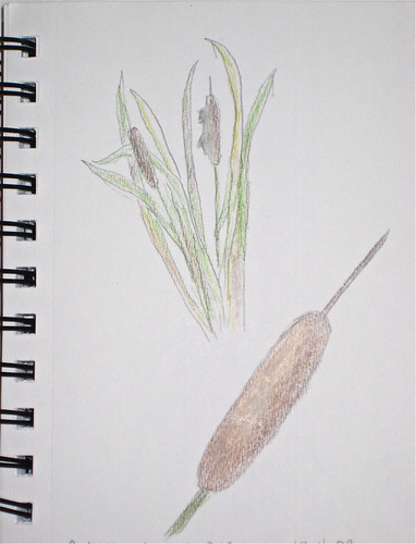 Cattail Nature Journal (By Me)