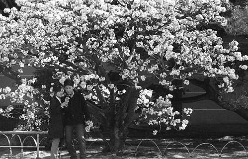 櫻花樹下的情侶