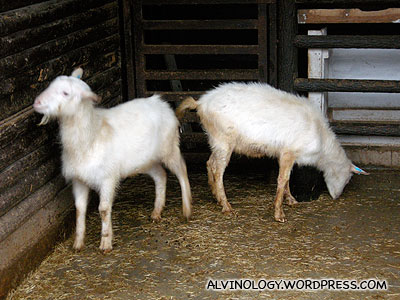 Two little goats