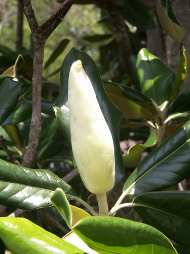Magnolia Blossom Unopened