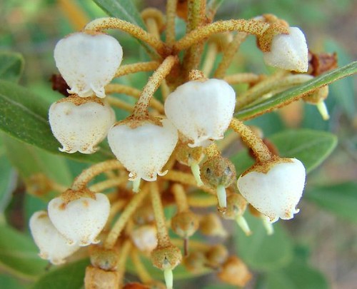 Rusy Lyonia blossoms