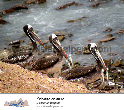 Pelícano peruano (Pelicanus thagus)