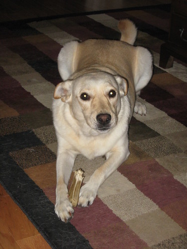 Riley is loving his half-chewed bone!