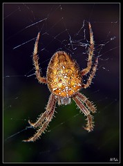 Spider's portrait