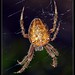Spider's portrait