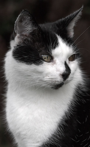 black and white cat pictures. Black and white portrait of a