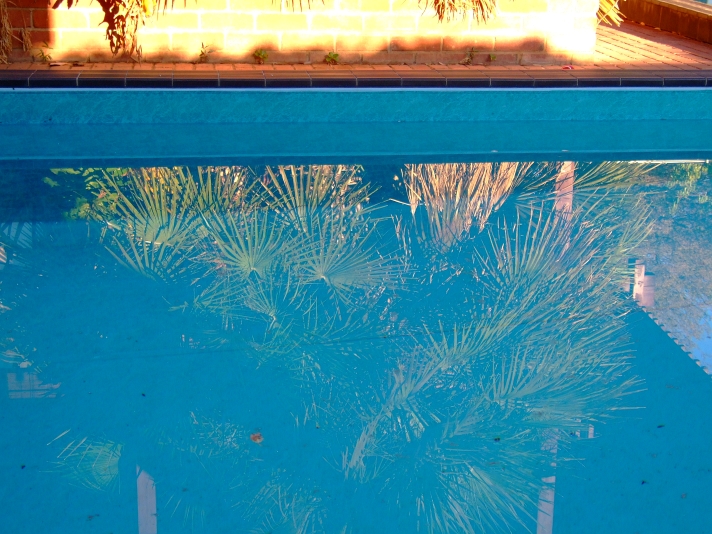 palm tree reflected