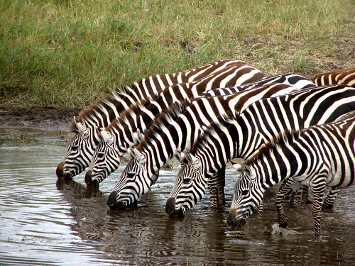 Zebras in a Row by Amal Chandaria.