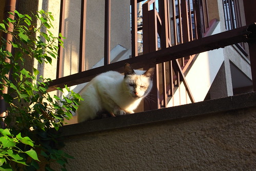 Today's Cat@20091013