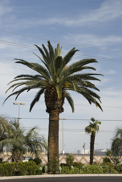 D3 median palm tree